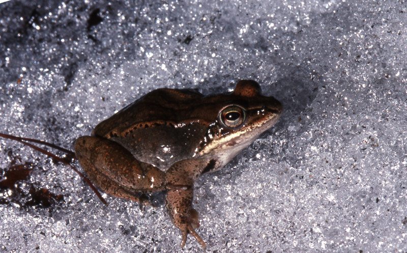 Wood frogs are remarkably cold tolerant; sugar levels in their blood rise in the winter, which helps them avoid freezing. Wood frogs are remarkably cold tolerant; sugar levels in their blood rise in the winter, which helps them avoid freezing. Credit: Sally Ray